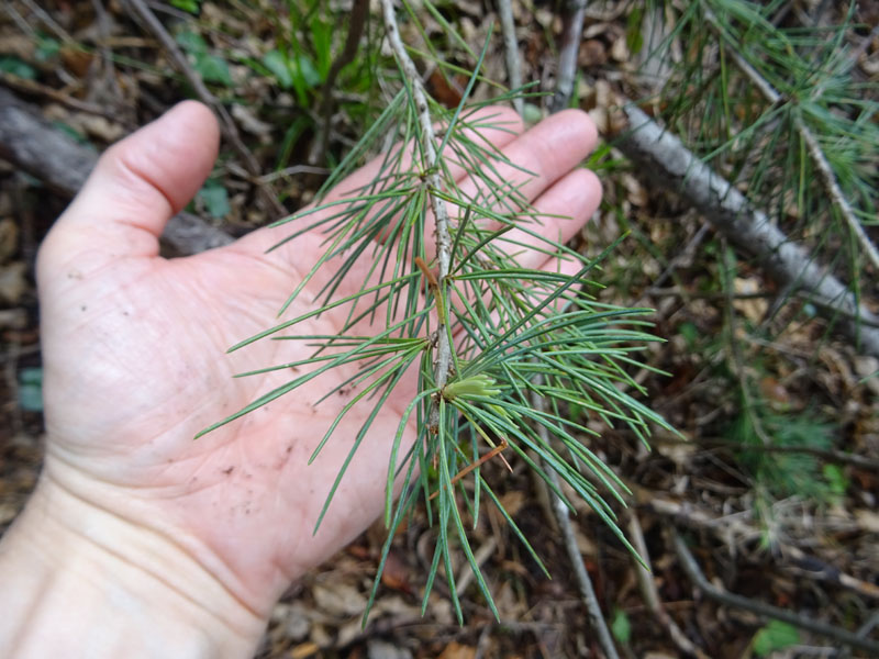 Cedrus deodara ?